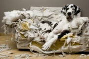 Hundehaftpflichtversicherung-vergleich