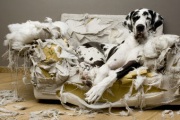 Hundehaftpflichtversicherung-vergleich